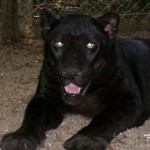 Osceola1