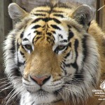 Rajah2
