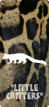 Little critters